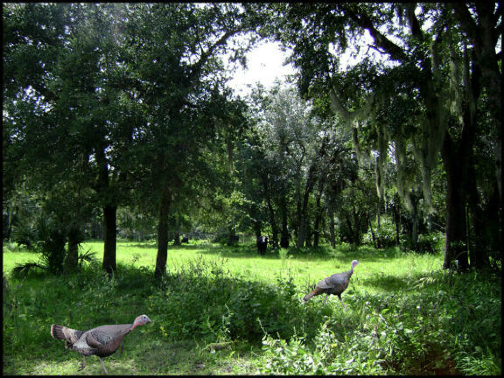 Turkeys roaming Peace River Preserve in DeSoto County Florida