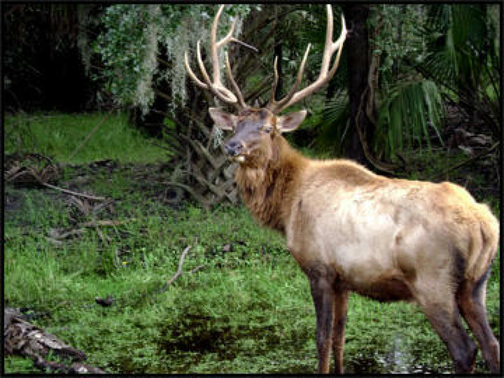 Deer Bucks at Peace River Preserve in DeSota County Florida