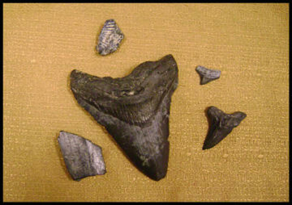sharks teeth in Peace River Preserve Arcadia, Florida