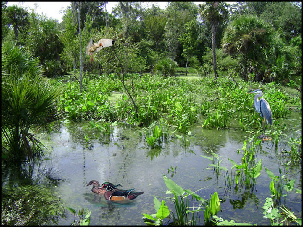 Water fowl and ducks at Peace River Preserve Arcadia Florida